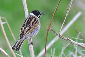 Attēlu rezultāti vaicājumam “Emberiza schoeniclus male”