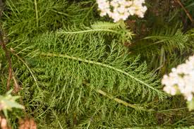 Attēlu rezultāti vaicājumam “Achillea millefolium leaf”