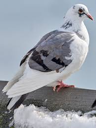 Attēlu rezultāti vaicājumam “Columba livia f. domestica adult”
