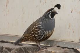 Attēlu rezultāti vaicājumam “Hippolais caligata adult”