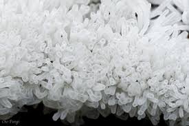 Attēlu rezultāti vaicājumam “Ceratiomyxa fruticulosa”