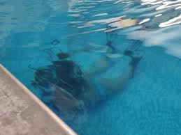 Image result for Diveline