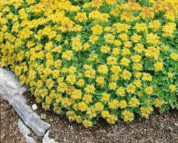 Attēlu rezultāti vaicājumam “Sedum aizoon”