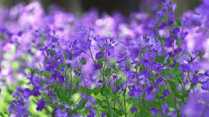 Attēlu rezultāti vaicājumam “Viola uliginosa bud”