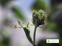Attēlu rezultāti vaicājumam “Peucedanum palustre fruit”