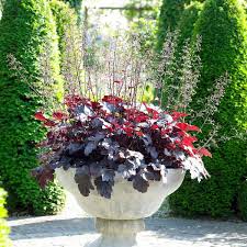 Image result for Heuchera `Palace Purple`