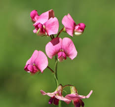 Attēlu rezultāti vaicājumam “Lathyrus sylvestris flower”