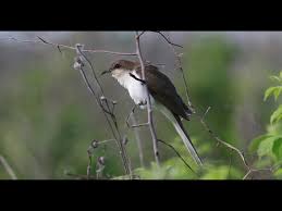 Image result for Coccyzus erythropthalmus