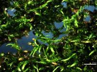 Attēlu rezultāti vaicājumam “Hypnum pallescens”