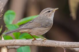 Image result for Phylloscopus schwarzi