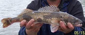 Image result for Sander canadensis