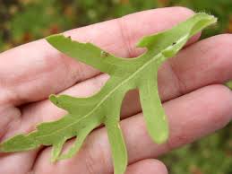 Image result for Gaillardia pulchella