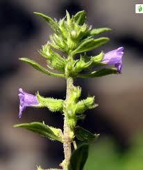 Attēlu rezultāti vaicājumam “Acinos arvensis”