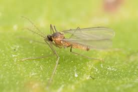 Attēlu rezultāti vaicājumam “Cystiphora sanguinea”