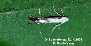 Attēlu rezultāti vaicājumam “Lyonetia prunifoliella”