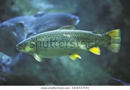 Image result for Salmo pallaryi
