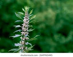 Attēlu rezultāti vaicājumam “Leonurus cardiaca leaf”