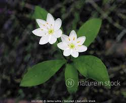 Attēlu rezultāti vaicājumam “Trientalis europaea”