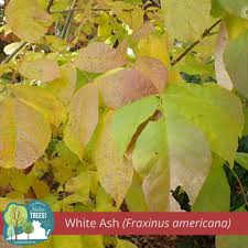 Attēlu rezultāti vaicājumam “Crataegus x macrocarpa leaf”