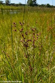 Attēlu rezultāti vaicājumam “Cladium mariscus bud”