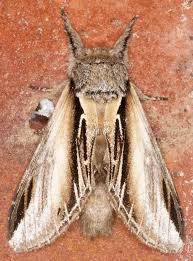 Attēlu rezultāti vaicājumam “Pheosia gnoma male”