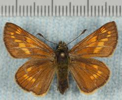 Attēlu rezultāti vaicājumam “Ochlodes sylvanus female”