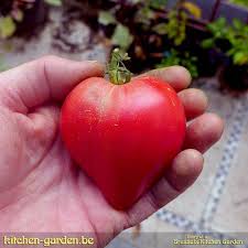 Afbeeldingsresultaat voor anna russian tomato