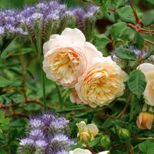 Attēlu rezultāti vaicājumam “Phacelia tanacetifolia flower”
