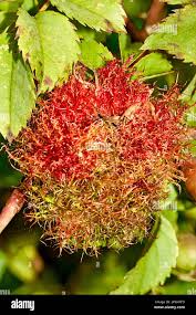 Attēlu rezultāti vaicājumam “Diplolepis rosae”