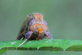 Attēlu rezultāti vaicājumam “Diachrysia tutti”