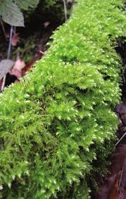 Attēlu rezultāti vaicājumam “Brachythecium rutabulum”