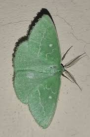 Attēlu rezultāti vaicājumam “Thetidia smaragdaria”