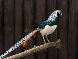 Image result for Chrysolophus amherstiae