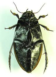 Attēlu rezultāti vaicājumam “Colymbetes paykulli”