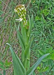 Attēlu rezultāti vaicājumam “Arabis glabra flower”