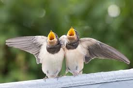 Attēlu rezultāti vaicājumam “Hirundo rustica juvenile”