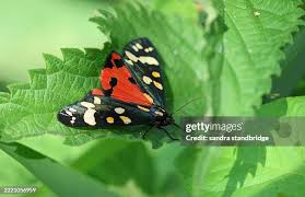 Attēlu rezultāti vaicājumam “Callimorpha dominula”