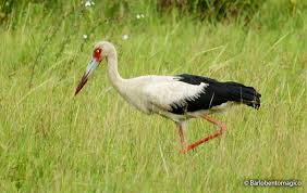 Attēlu rezultāti vaicājumam “Ciconia ciconia adult”