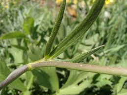 Attēlu rezultāti vaicājumam “Ranunculus brunnescens”