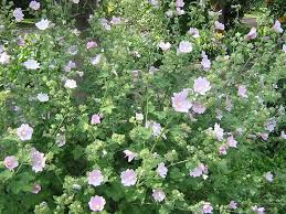Image result for Lavatera thuringiaca