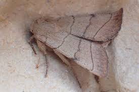 Attēlu rezultāti vaicājumam “Charanyca trigrammica”