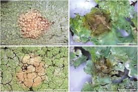 Attēlu rezultāti vaicājumam “Arcyria globosa young”