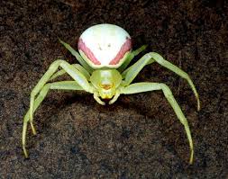 Attēlu rezultāti vaicājumam “Misumena vatia”