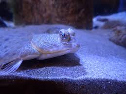 Image result for Pseudopleuronectes americanus