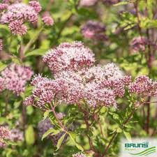 Image result for Eupatorium cannabinum