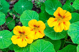 Attēlu rezultāti vaicājumam “Tropaeolum majus leaf”