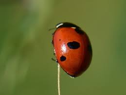 Attēlu rezultāti vaicājumam “Coccinella quinquepunctata”