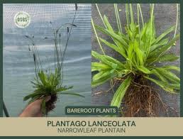 Attēlu rezultāti vaicājumam “Plantago lanceolata fruit”