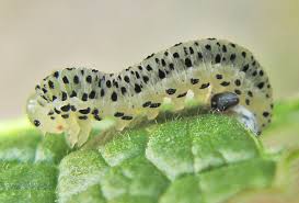 Attēlu rezultāti vaicājumam “Thecabius affinis imago”