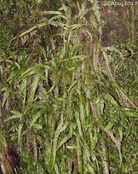 Attēlu rezultāti vaicājumam “Plagiothecium undulatum”